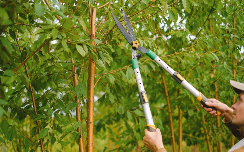 Tree trimming in Echo, OR